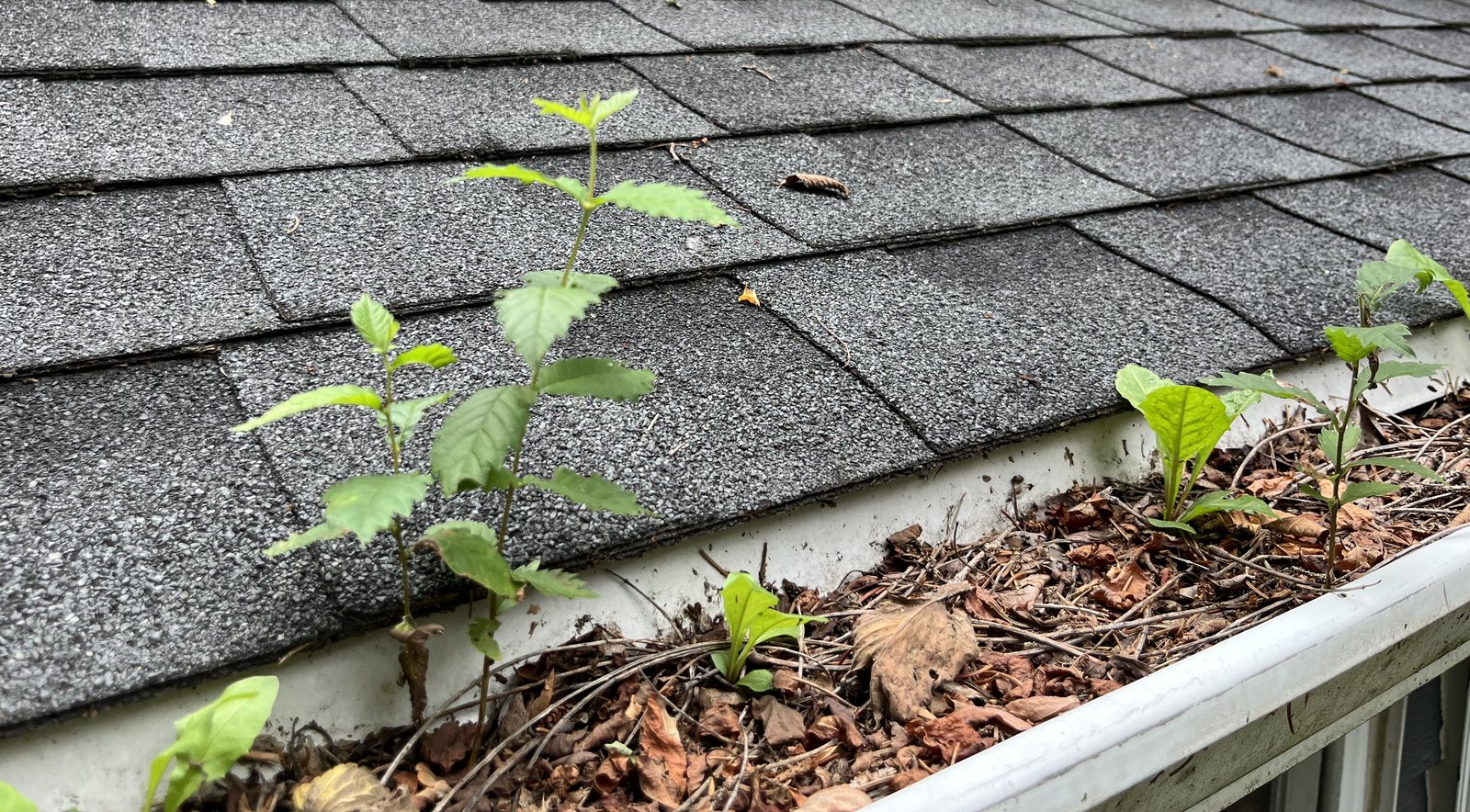 Saplings growing out of a debris-filled gutter